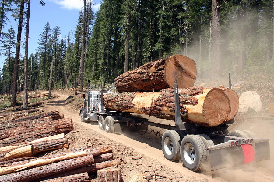 Logging Insurance Large Logging Truck Transporting Large Logs with Forest in the Background
